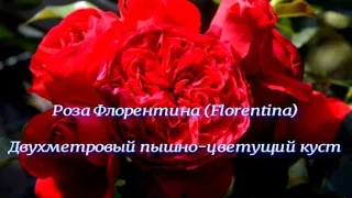 Роза Флорентина (Florentina)Двухметровый пышно-цветущий куст. Питомник растений Е. Иващенко