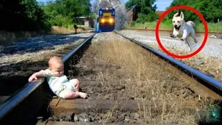 Father Threw His Son in the Rails But What the Dog Did Was Amazing！