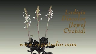 Growing Ludisia Discolor (Jewel Orchid) Flower.