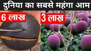 लाखो रुपए का बिकने वाला आम | World's Most Expensive Mango | Miyazaki Mango In India