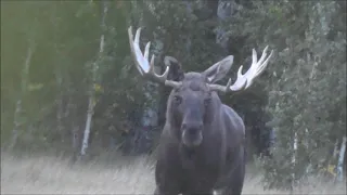 Гон лося.Учусь манить. Бык подошёл на 50 метров. Rut of moose.A trophy bull.Der Elch. Trophäe Stier.