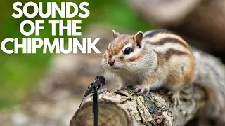 Sounds of the Chipmunk