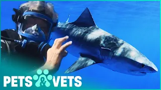 Swimming With Wild Tiger Sharks | Ocean Vet | Pets & Vets