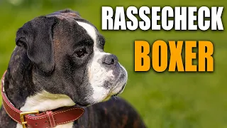 Deutscher Boxer Rassecheck  - Rasseportrait, Rassebeschreibung, Informationen zur Hunderasse Boxer