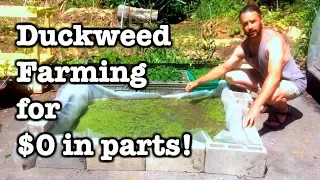 $0 Duckweed Production - On a driveway!