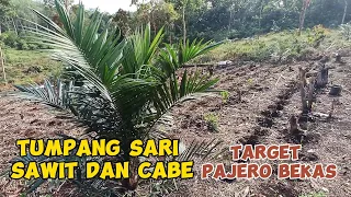Intercropping Chili Plants on Oil Palm Land