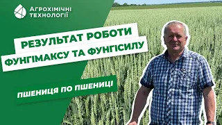 Результат роботи фунгіцидів "Фунгімакс" та "Фунгісил": пшениця по пшениці