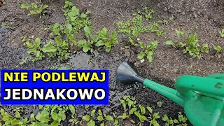 Największy Błąd w Podlewaniu Warzyw. Nie Podlewaj ich tak samo. Jak podlewać Ogórki, Pomidory, Seler