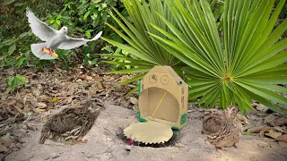 quick quail trap using hole / Amazing best creative quail trap …