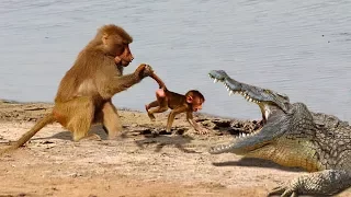 Mother Baboon Save Her Baby From Crocodile Hunting But Fail | Poor Baby Baboon