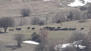 Büyük Sürünün Peşinde / Chasing the big herd.