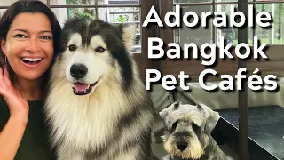 CUTEST DOGS BANGKOK PET CAFES! Racoons Meercats Foxes too! Little Zoo Cafe & Dogs in Town