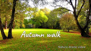 Autumn nature short video - fall foliage 2020 - Nature drone video 4K