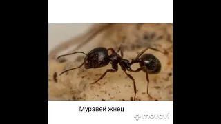 Сравнение муравьёв.#муравей#битва#сравнение#МуравейЖнец#КочевойМуравей