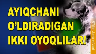 RTdan va'z: Ayiqchani o‘ldiradigan ikki oyoqlilar