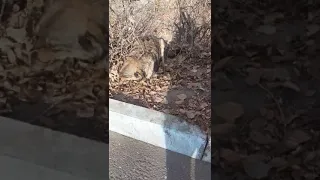 Волчица скулит в полнолуние