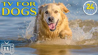 24 Hours Music for Dogs with Anxiety: TV for Dogs & Boredom Busting Videos for Dogs with Music