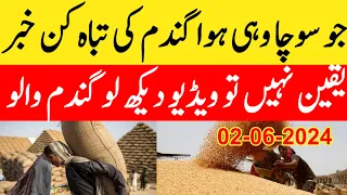 important news/gandam rate today/wheat price today in punjab/2024 گندم کا ریٹ/ ka rate today punjab