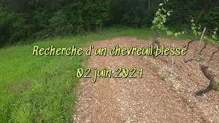 Chevreuil 02 06 2024