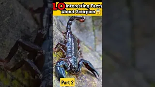 top 10 Interesting Facts About Scorpion part 2 #facts #shorts #interestingfacts