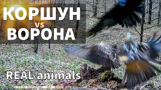 Коршун vs Ворона - три раунда противостояния / Фотоловушка /REAL animals