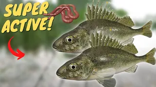 SUPER ACTIVE RUFFE SPOT IN VOLKHOV RIVER! #510 Russian fishing 4