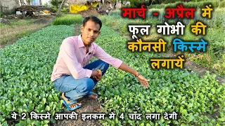 मार्च - अप्रैल में फूल गोभी की कौनसी किस्मे लगायें | Caulyflower best hybrid kisme for april