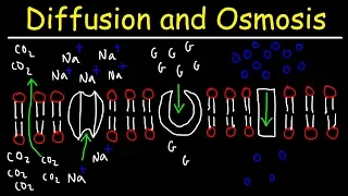 Diffusion and Osmosis - Passive and Active Transport With Facilitated Diffusion