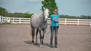 Tips for Leading a Pushy or Nippy Horse!