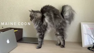 Мейн-кун / Maine Coon