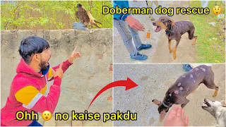 Pure doberman dog pakdne gaye 😮 ( eagle ne kabutar maar diya 🦅