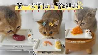 ASMR貓咪吃播04｜今天讓貓主們嚐嚐新菜.不知是否滿意