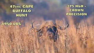 Close Encounter: 47-Inch Cape Buffalo Hunt with Closeup Impact Shot