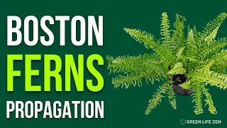 3 Easy Methods To Propagate And Care For Your Boston Fern 🌿