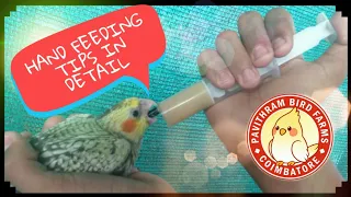 Cockatiel Handfeeding Tips in Detail || Pavithram Bird Farms || Tamed Birds || Coimbatore