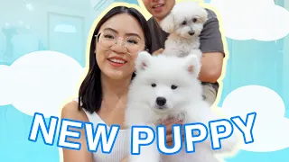FIRST 24 HOURS WITH OUR NEW SAMOYED PUPPY!!! (9 weeks old)