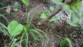 Полиция Сочи нашла в лесу закладки с наркотиками