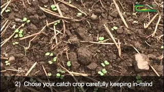 Cover and Catch Crops