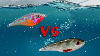 Which Lure color will work Best?
