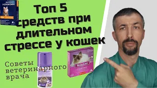 Как успокоить кошку при длительном стрессе