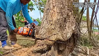 Cutting down a tree that is almost rotten !! We make this tree a high value material.