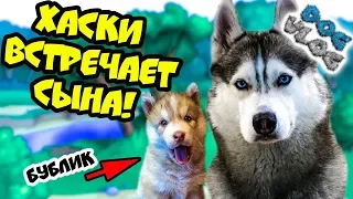 DOGVLOG: ХАСКИ ВСТРЕЧАЕТ СЫНА! Поход в собачий приют! Говорящая собака