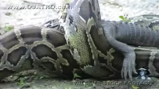 Burmese Python attacks, kills and eats an American Alligator