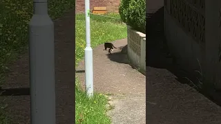 Stealthy Magpie Stalks Street Cat || ViralHog