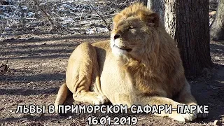 ЛЬВЫ В ПРИМОРСКОМ САФАРИ-ПАРКЕ 16.01.2019