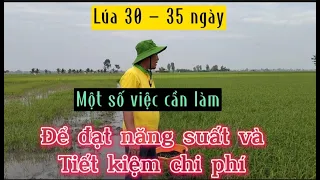 Chia sẻ 6 - lưu ý quan trọng lúa 30-35 ngày