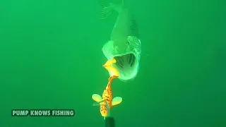 Savage Gear 3D Burbot in Action - Pike Fishing Waterwolf Underwater Footage