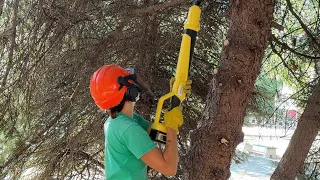 Руки ноги цілі🌲ЯЛИНИ обрізала. Прибрали  шкільне подвірʼя.