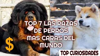 TOP 7 LAS RAZAS DE PERROS MAS CARAS DEL MUNDO