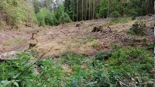 Deforestation (short clip)